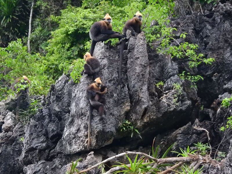 https://catbaduky.vn/dinh-ngu-lam-hanh-trinh-trekking-chinh-phuc-noc-nha-cat-ba,jpg