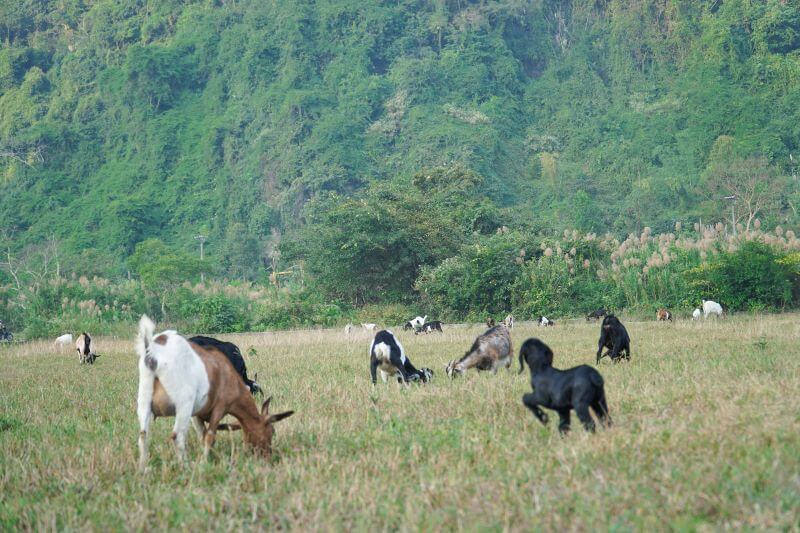 Kham-pha-lang-co-viet-hai-cat-ba-huong-dan-chi-tiet-tu-a-z.jpg