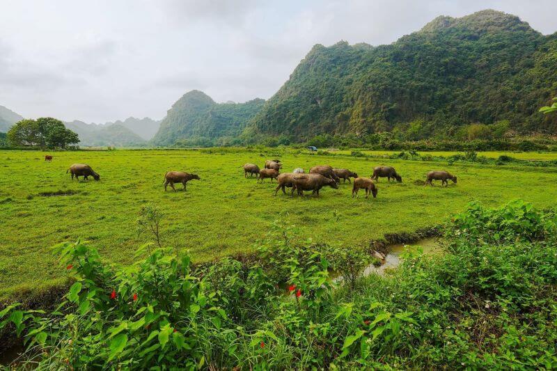 Kham-pha-lang-co-viet-hai-cat-ba-huong-dan-chi-tiet-tu-a-z.jpg