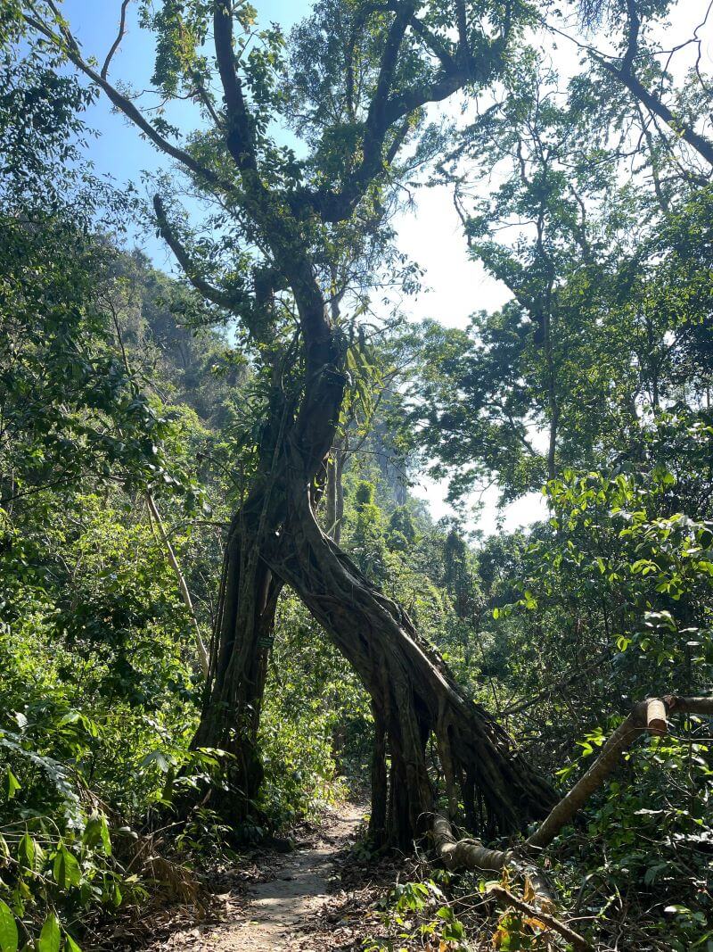 Cây cổ thụ 