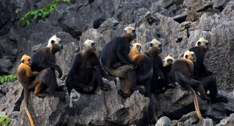 Hồ Ba Hầm - Vịnh Hạ Long 6